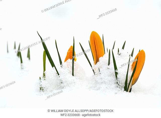 Crocus flowers peep through snow in Leicestershire caused by The Beast from the East on 28th February 2018