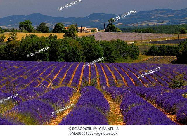 Fields of flowering lavender, Saint-Saturnin-les-Apt, Provence-Alpes-Cote d'Azur, France