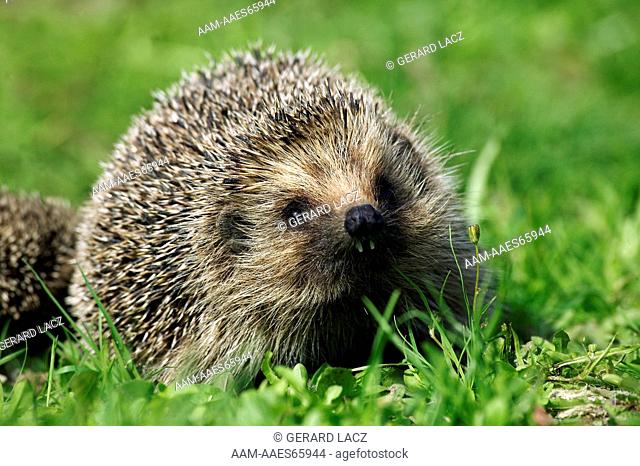 European Hedgehog, erinaceus europaeus, Female standing on Grass, Normandy in France