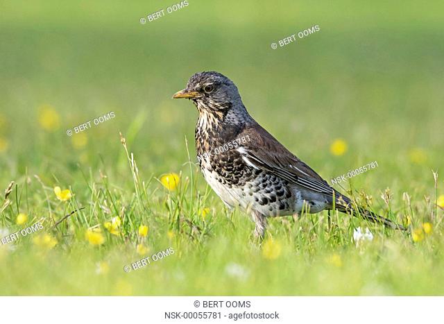Fieldfare (Turdus pilaris) in grassland with white clover (Trifolium repens) and Buttercup (Ranunculus sp.), Norway, Buskerud, Royse