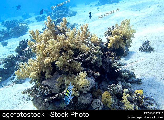 Colorful coral reef at the bottom of tropical sea, broccoli coral and sergeant major fishes, underwater landscape
