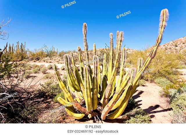 Senita Cactus, Lophocereus schottii, pleated multi-arm columnar cactus of Sonoran Desert, Arizona, USA