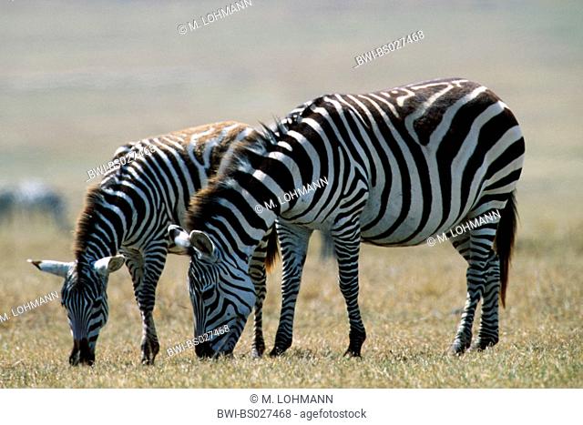 Common Zebra (Equus quagga), two animals standing side by side, Tanzania, Ngorongoro Conservation Area