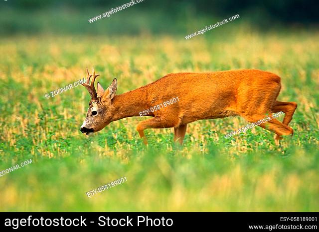 Roe deer, capreolus capreolus, buck walking with head down and sniffing for scent in rutting season. Wild male animal with orange fur and big antlers going on a...