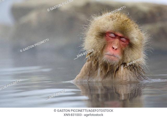 Sleepy Japanese Macaque Macaca fuscata, inside the thermal springs, Jigokudani Yaen-Koen, Nagano Prefecture Japan