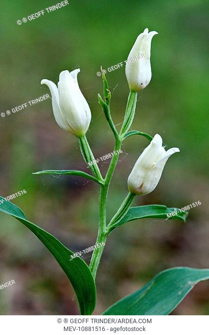 White Helleborine (Cephalanthera damasonium). Suffolk - England