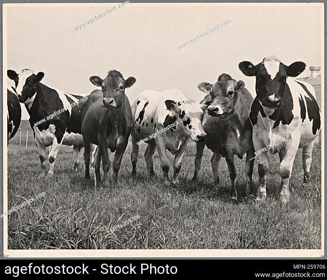Cows. Prince Georges County, Beltsville, Maryland. United States. Farm Security Administration (Sponsor) Mydans, Carl (Photographer)