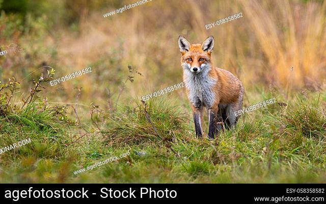 Fluffy red fox, vulpes vulpes, standing on a meadow from front view and looking into camera in autumn. Pastel colors in nature with orange mammal watching