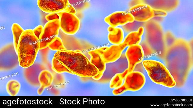 Bacteria Mycoplasma genitalium, 3D illustration. The causative agent of sexually transmitted infections and infertility