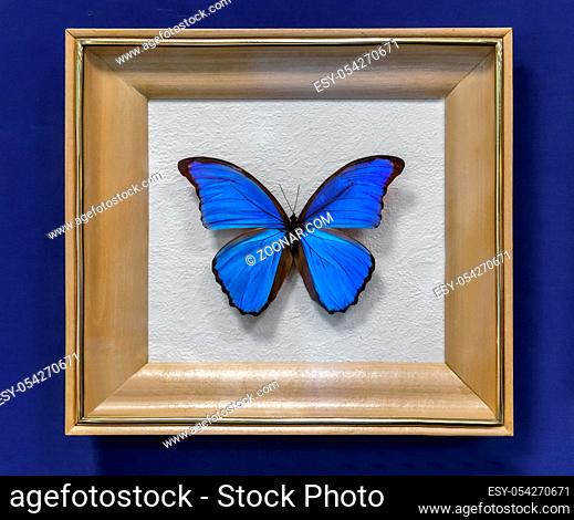 The instance of a large tropical butterfly Morpho didius , wingspan up to 150mm. Presented in a glazed frame