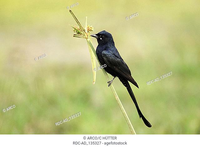 Black Drongo Keoladeo Ghana national park Rajasthan India Dicrurus macrocerus