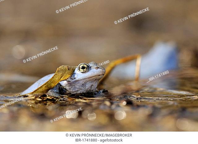 Moor frog (Rana arvalis), male in the spawning grounds, Mittlere Elbe biosphere reserve on the Elbe river near Dessau, Saxony-Anhalt, Germany, Europe