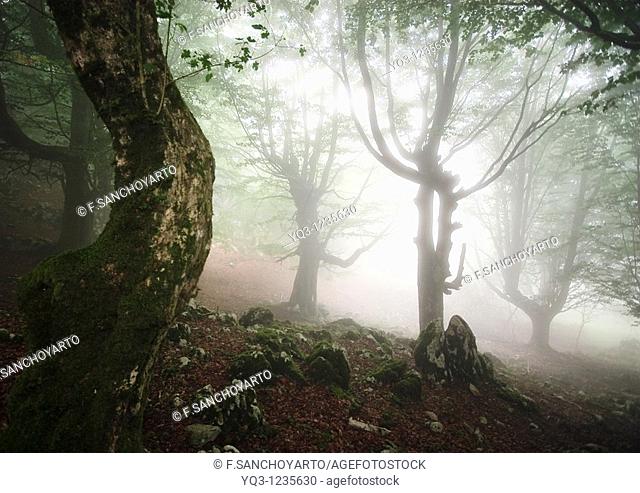 Fog in the beech forest of Monte Cerredo, Castro Urdiales, Cantabria, Spain