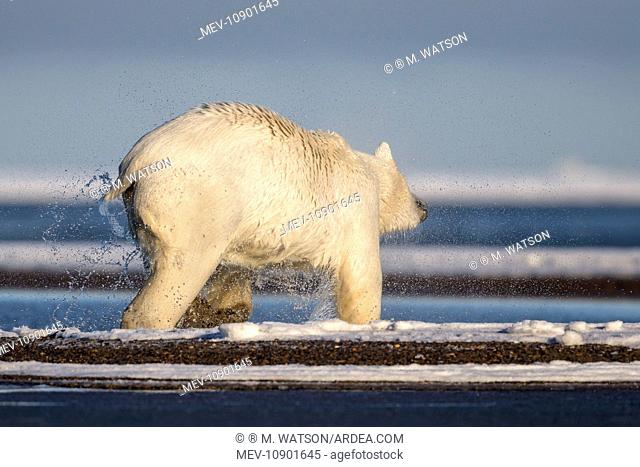 Polar Bear - shaking off water after swimming in slush ice (Ursus maritimus). Kaktovik, Arctic National Wildlife Refuge, Alaska, United States