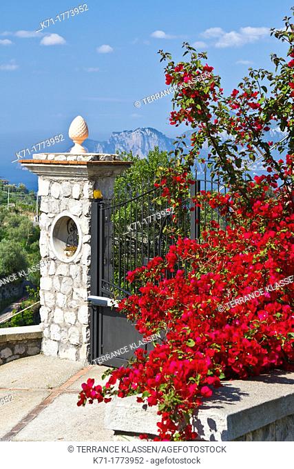 Bougainvillea flowers and a stone gate near Massa Lubrense, Italy