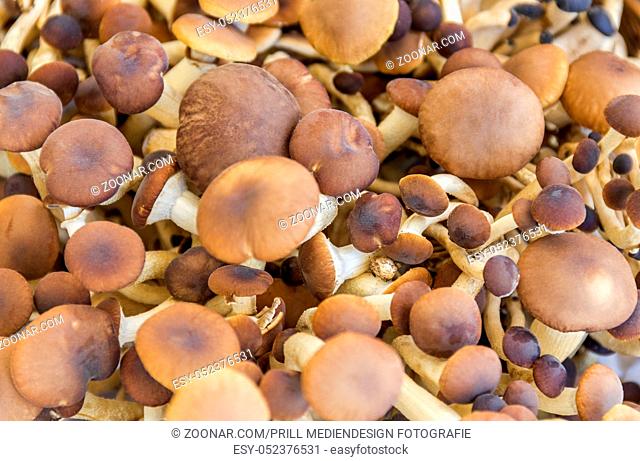 full frame background showing lots of edible mushrooms