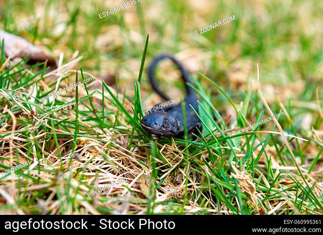 Close up shot of a dead dark brown or black salamander dried up in a field at the first sun rays of spring. Nature's cycle is restarting