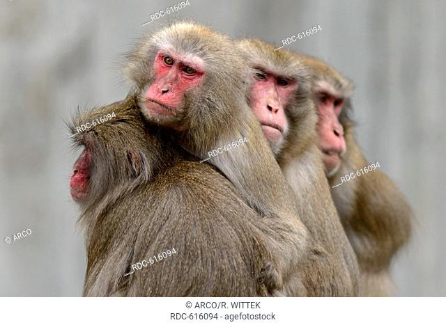 Japanese macaque, Snow Monkey, (Macaca fuscata), captive
