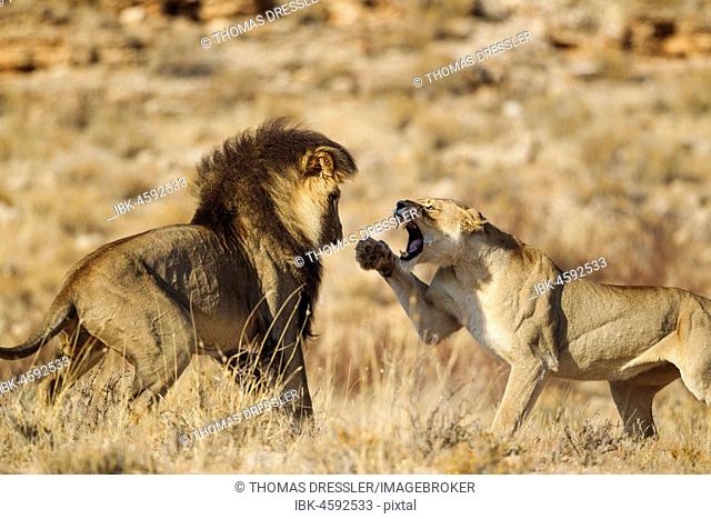 Lions (Panthera leo), female ready to conceive and black-maned Kalahari male at their first encounter, the initial aggressive behaviour of the female is typical