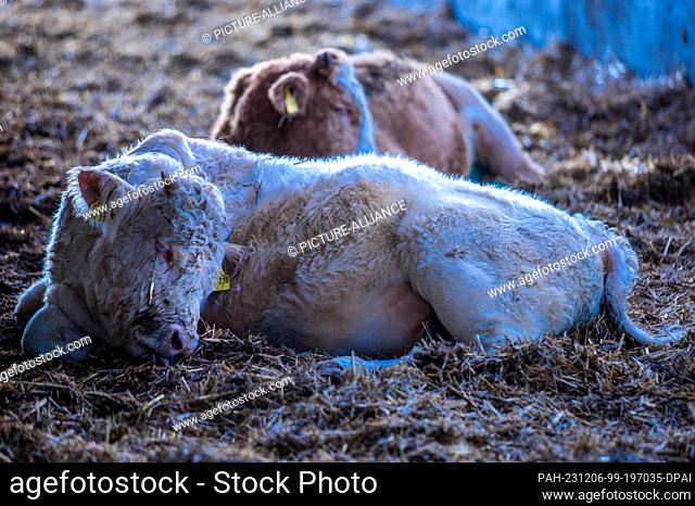 PRODUCTION - 22 November 2023, Mecklenburg-Western Pomerania, Zepelin: Anesthetized and recently castrated young bulls lie in a stable