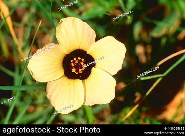 Venice Mallow, Hibiscus trionum, Malvaceae, blossom, blooming, flower, plant, South Africa