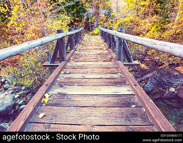 Wooden boardwalk through autumn forest