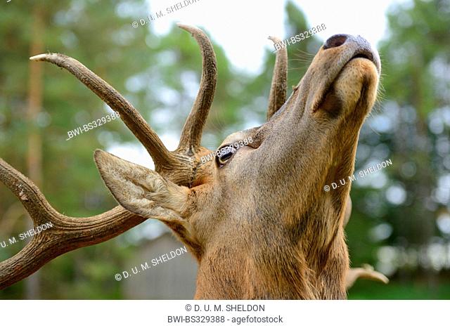 red deer (Cervus elaphus), portrait of a stag, Germany, Bavaria