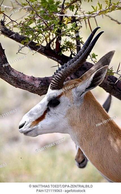 Springbok (Antidorcas marsupialis) in the Namibian Etosha National Park. This antelope species is distributed exclusively throughout Southern Africa