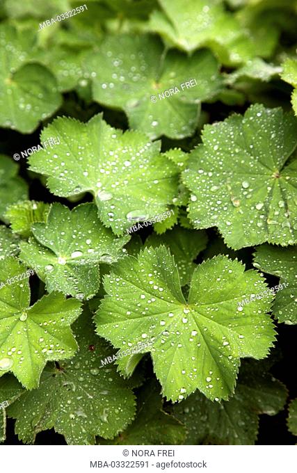 Lady's mantle, organic, medicinal plant, leaves