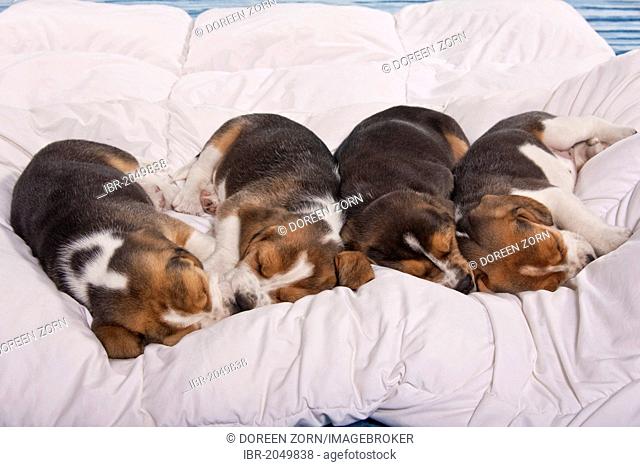Four sleeping Beagle puppies