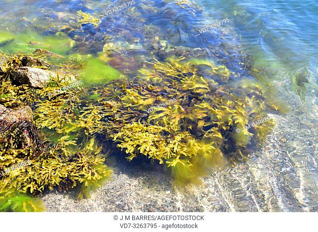 Serrated wrack (Fucus serratus) is a brown alga native to Atlantic Ocean. This photo was taken in Bohuslan cosat, Sweden