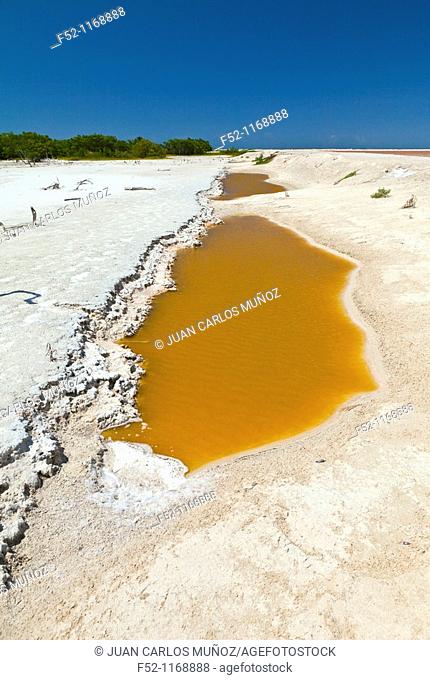 Salt flats, Rio Lagartos nature reserve, Yucatan peninsula, Mexico