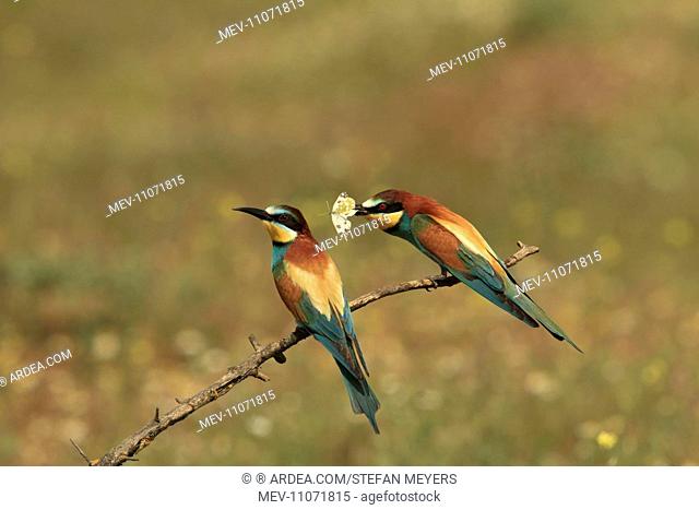 Bee Eater male presenting butterfly prey to female - Kiskunsag National Park, Hungary
