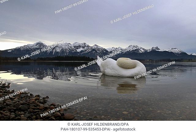 A swan on Hopfensee lake with snow-covered mountains in the background near Fuessen, Germany, 7 January 2018. Photo: Karl-Josef Hildenbrand/dpa