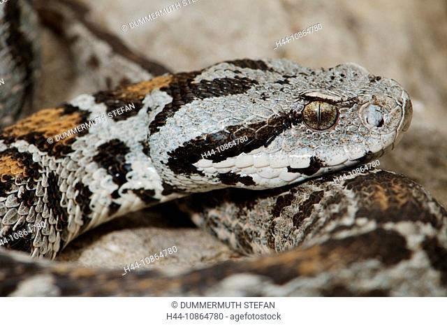 Viper, vipers, adder, adders, mountain adder, Wagner's mountain adder, Montivipera wagneri, snake, snakes, reptile, reptiles, portrait, protected, endangered