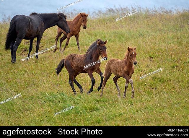 icelandic horse, icelandic pony, group of animals, iceland