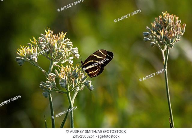 Black and yellow-striped zebra longwing butterfly (Heliconius charithonia) pollinates white and yellow Carolina redroot flowers (Lachnanthes caroliniana);...