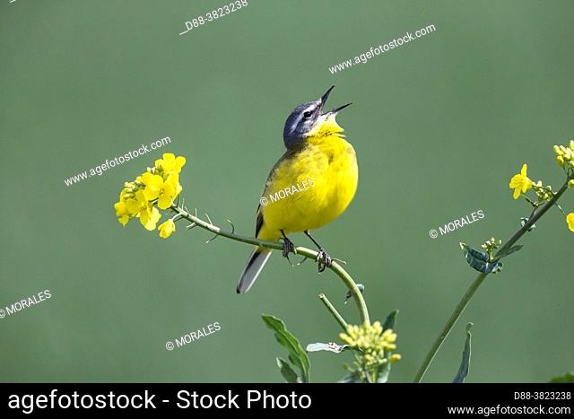 France, Department of Oise (60), Senlis region, land of great cultivation, Spring wagtail (Motacilla flava), male posed on a rapeseed plant, to call a female