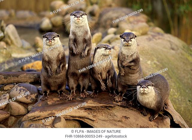 Oriental Small-clawed Otter (Aonyx cinerea) five adults, standing alert on rock (captive)