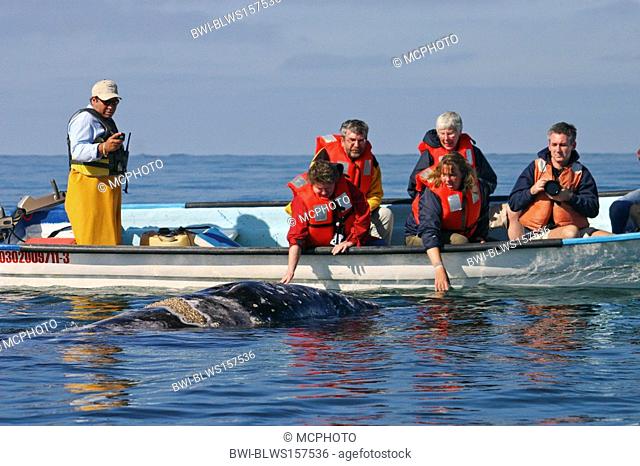 gray whale Eschrichtius robustus, Eschrichtius gibbosus, whale watching, Mexico, Baja California, San Ignacio Lagoon