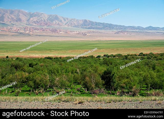 Floodplain birch forest in Khovd aimak in Mongolia. Bushes of grass Achnatherum on foreground and Bumbat Khairkhan Ridge on background