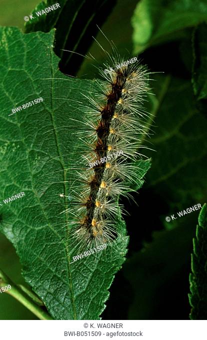 fall webworm (Hyphantria cunea), caterpillar on leaf, Germany