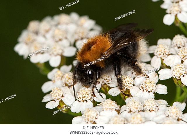Tree Bumblebee, New Garden Bumblebee (Bombus hypnorum, Psithyrus hypnorum), sitting on yarrow, Germany