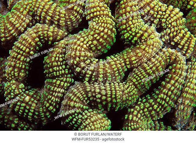 Polyps of Lobophyllia Corals, Lobophyllia sp., Manado, Sulawesi, Indonesia
