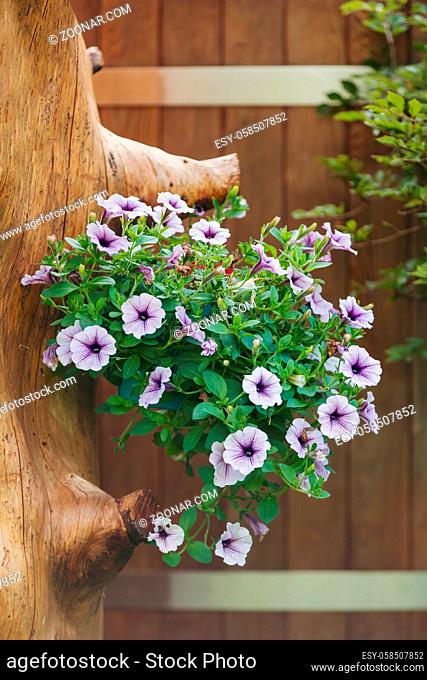 violet flower Petunia Surfinia in late summer garden, hanged in pot on tree trunk