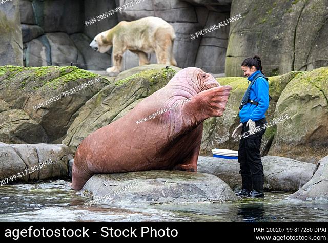 07 February 2020, Hamburg: A walrus from Spain waves in Hagenbeck's zoo next to animal keeper Diana Ferrero. Three animals from a zoo in Valencia are to be...