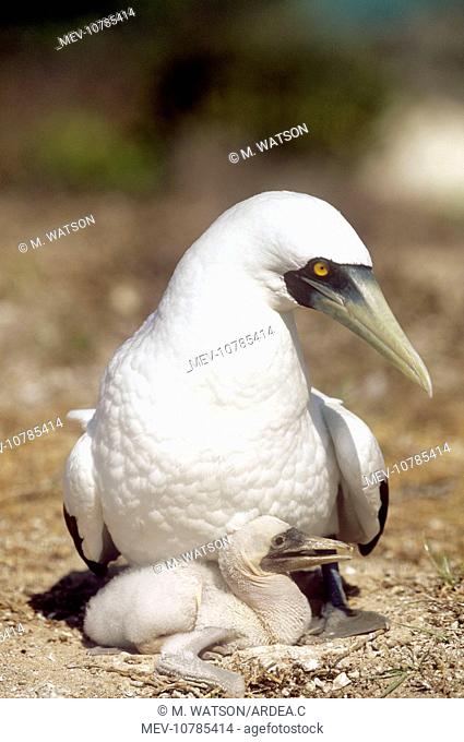 Masked Booby - with young (Sula dactylatra melanops)
