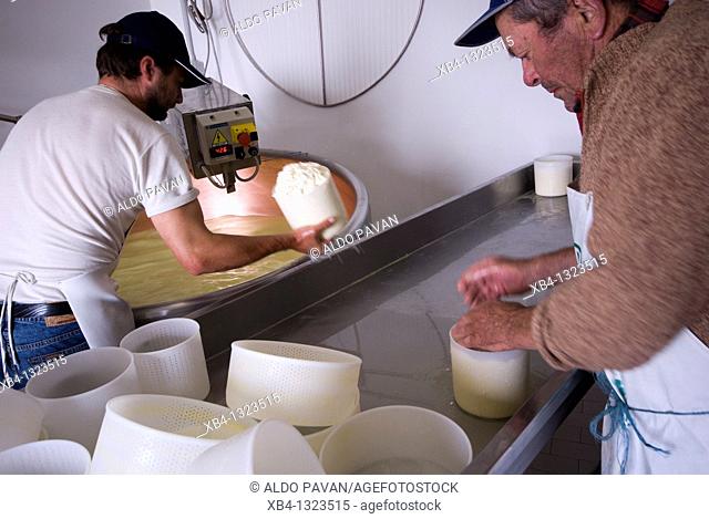 Italy, Valdobbiadene, Cesen mount, production of cheese at Malga Barbaria