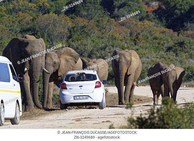 African bush elephants (Loxodonta africana), herd with calves walking, tourist cars stopped on the side of a dirt road, Addo Elephant National Park