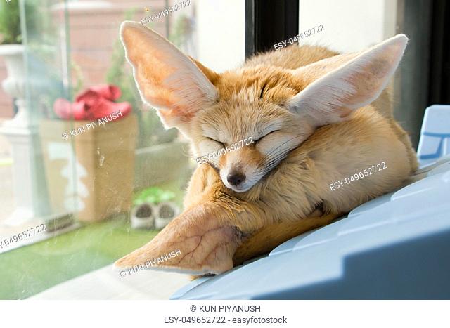 Fennec Fox sleep together in the room